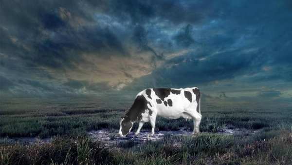 Raw Milk Calculations screenshot 1