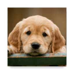 Dog Breeds आइकन