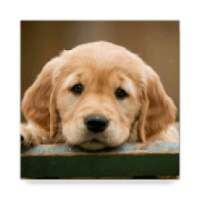 Dog Breeds