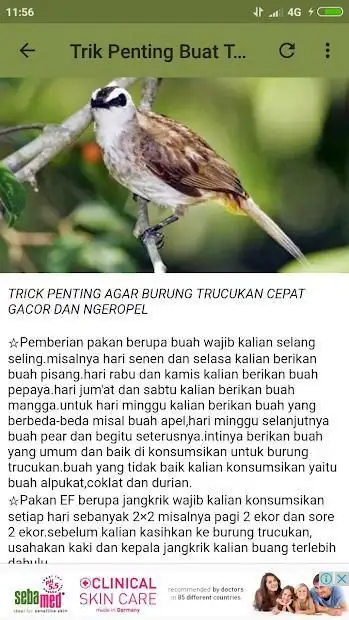 Kicau Burung Trucukan Garuda Apk Download 2021 Free 9apps