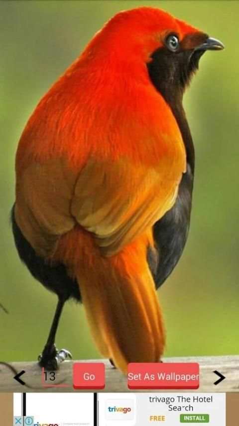 1000+ Birds Wallpapers स्क्रीनशॉट 16