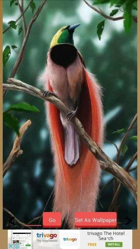 1000+ Birds Wallpapers स्क्रीनशॉट 17