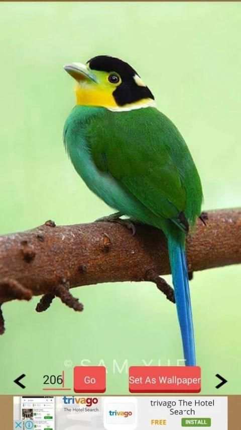 1000+ Birds Wallpapers स्क्रीनशॉट 13