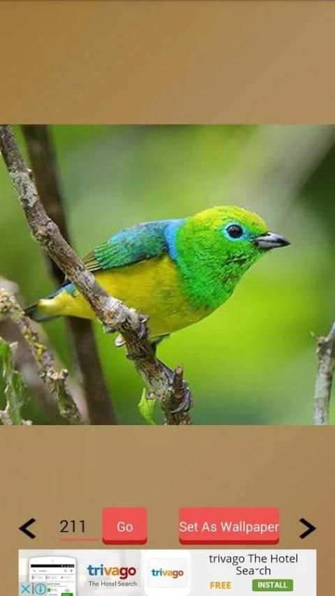 1000+ Birds Wallpapers स्क्रीनशॉट 8