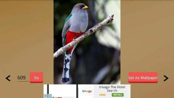 1000+ Birds Wallpapers स्क्रीनशॉट 1
