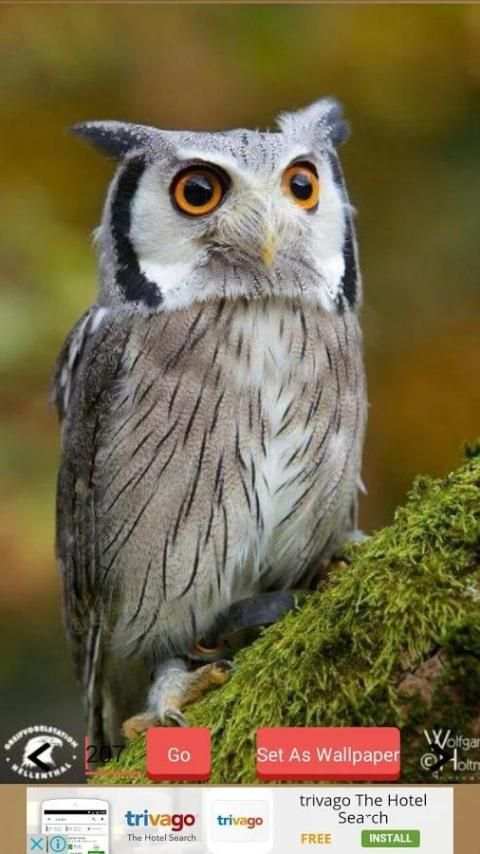 1000+ Birds Wallpapers स्क्रीनशॉट 12