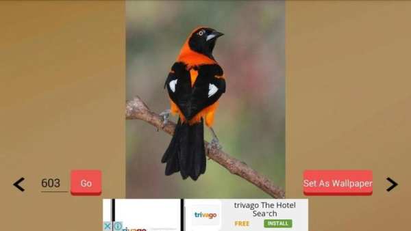 1000+ Birds Wallpapers स्क्रीनशॉट 4