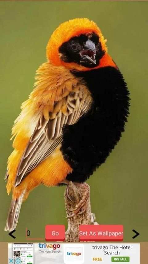 1000+ Birds Wallpapers स्क्रीनशॉट 18