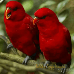 1000+ Birds Wallpapers आइकन