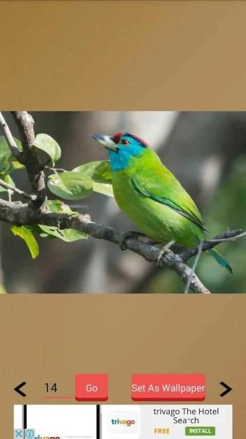 1000+ Birds Wallpapers स्क्रीनशॉट 15