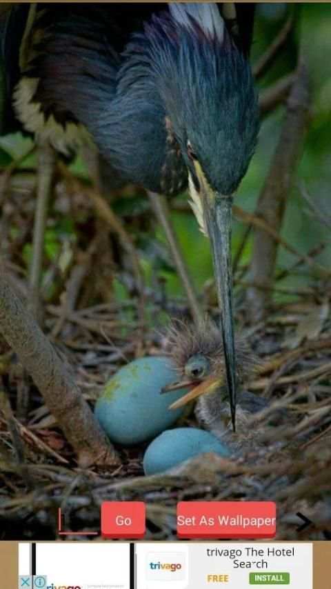 1000+ Birds Wallpapers स्क्रीनशॉट 14