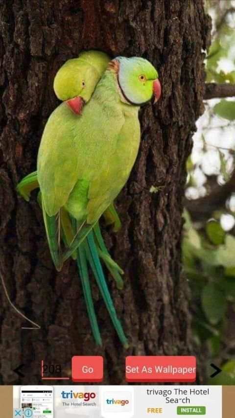 1000+ Birds Wallpapers स्क्रीनशॉट 11