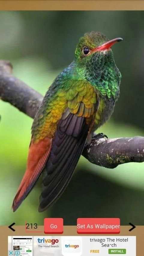 1000+ Birds Wallpapers स्क्रीनशॉट 7