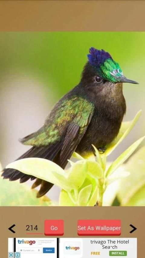 1000+ Birds Wallpapers स्क्रीनशॉट 6