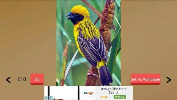 1000+ Birds Wallpapers स्क्रीनशॉट 10