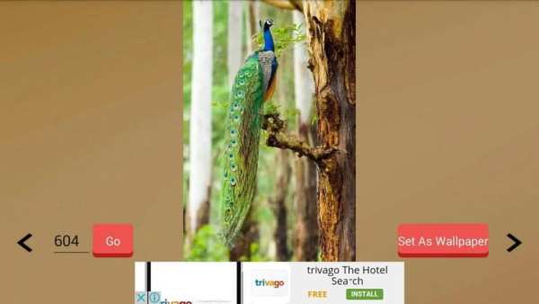 1000+ Birds Wallpapers स्क्रीनशॉट 3
