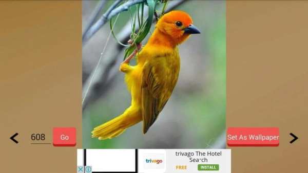 1000+ Birds Wallpapers स्क्रीनशॉट 2