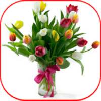 Flower Tulip HD