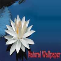 Natural wallpaper