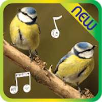 Bird sounds ringtones free download, new ringtones