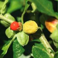 Ashwagandha Benefits - অশ্বগন্ধার উপকারিতা