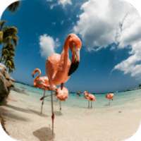 Flamingo HD Wallpaper on 9Apps