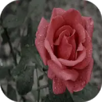 Red rose