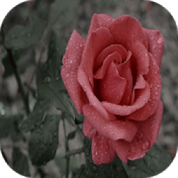Red rose आइकन