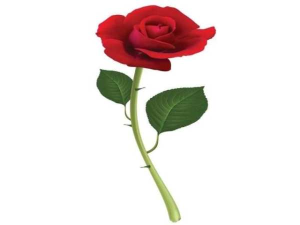 Red rose screenshot 1