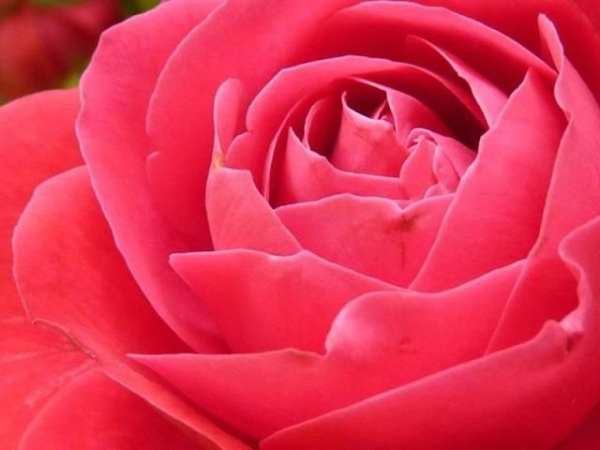 Red rose screenshot 2