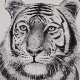 ikon Animal Drawings