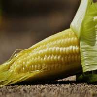 Baby Corn For Health on 9Apps