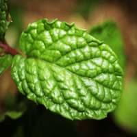 Mint For Health