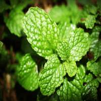 Peppermint For Health on 9Apps