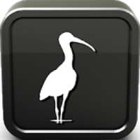 Ibis Sounds Ringtone on 9Apps