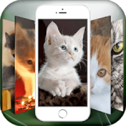 Cat Wallpaper HD 2018, Background Wallpaper icon