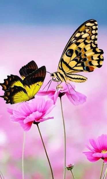 Fingerprint App Lock and Call Lock Theme Butterfly 4 تصوير الشاشة