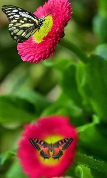 Fingerprint App Lock and Call Lock Theme Butterfly 2 تصوير الشاشة