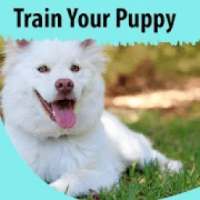 How to Train Your Puppy