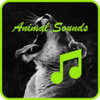 Animal sounds - जानवरों की आवाज़ें - પશુ અવાજ on 9Apps