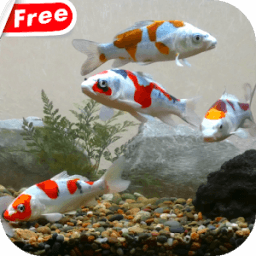 ikon Koi Fish Tank Video Wallpaper