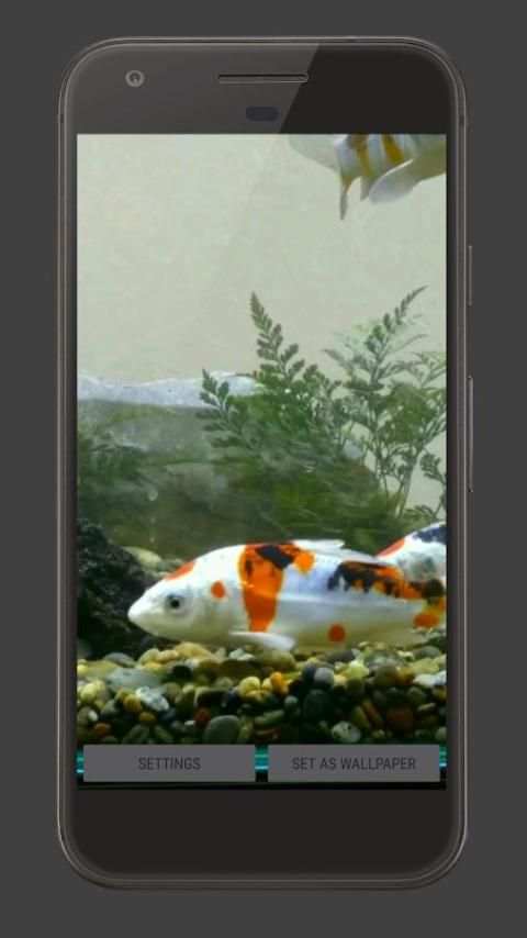 Koi Fish Tank Video Wallpaper screenshot 1