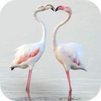 Flamingo Wallpapers HD on 9Apps