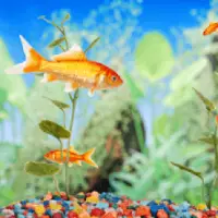 Descarga de la aplicación Fondos de acuario en vivo 2023 - Gratis - 9Apps Descarga de la aplicación Fondos de acuario en vivo 2023 - Gratis - 9Apps