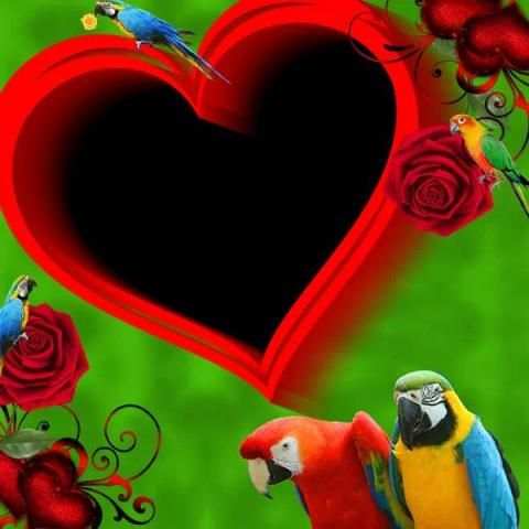 Parrot Photo Frame स्क्रीनशॉट 7