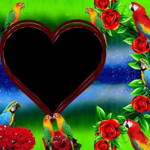 Parrot Photo Frame स्क्रीनशॉट 8