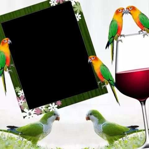 Parrot Photo Frame स्क्रीनशॉट 3