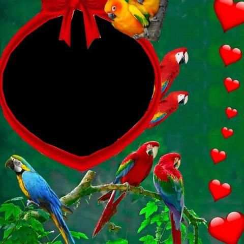 Parrot Photo Frame स्क्रीनशॉट 4