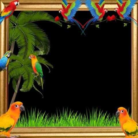 Parrot Photo Frame स्क्रीनशॉट 6