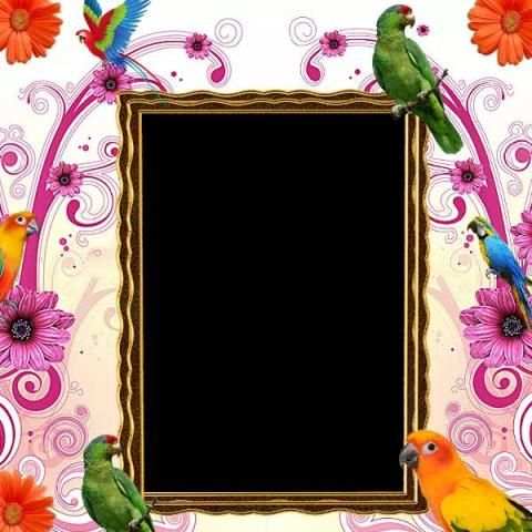 Parrot Photo Frame स्क्रीनशॉट 2